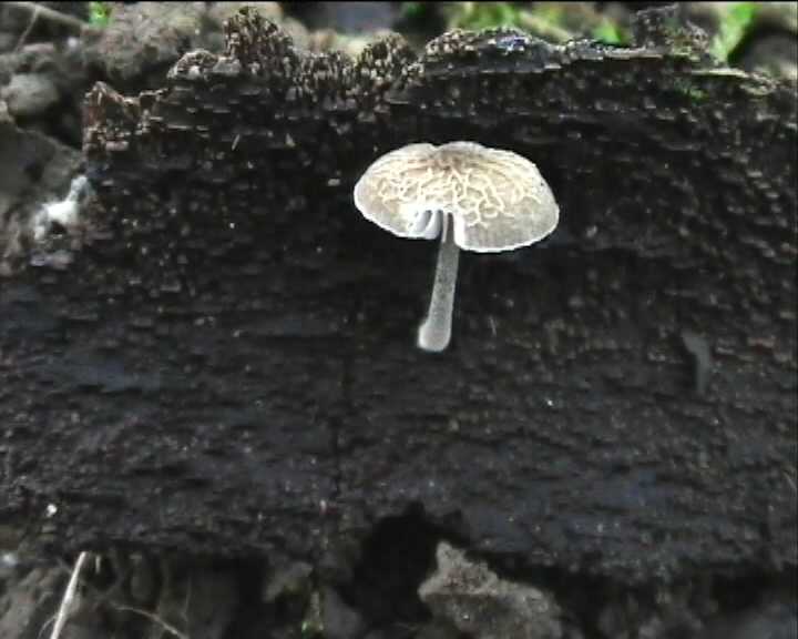 Winkel ( FRA ) 28.08.2004   2 Serie